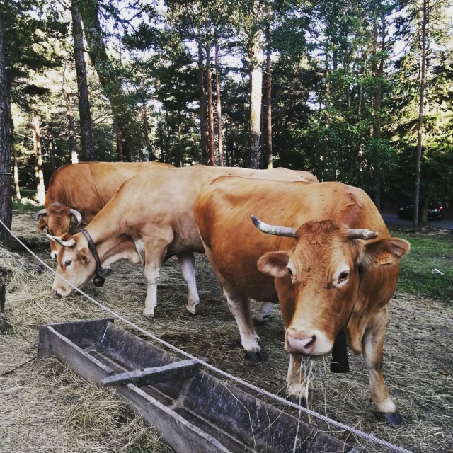 toros