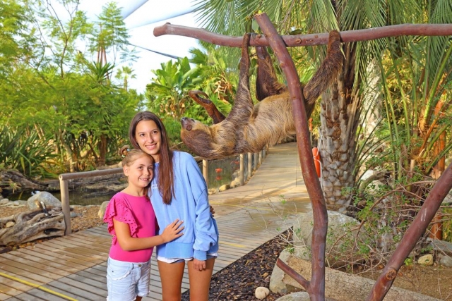 Viendo a los animales