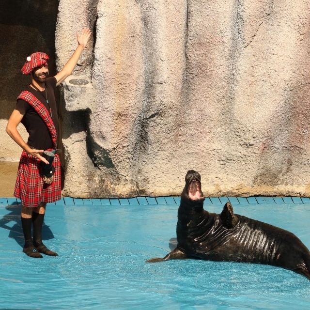 Espectáculo con leones marinos