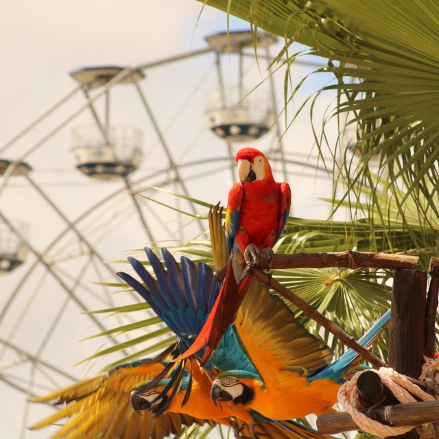 Loros en el parque