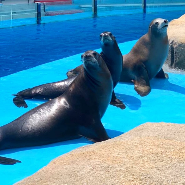 Focas en el zoo