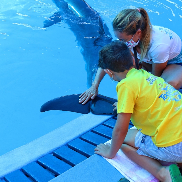 Acariciando a los delfines