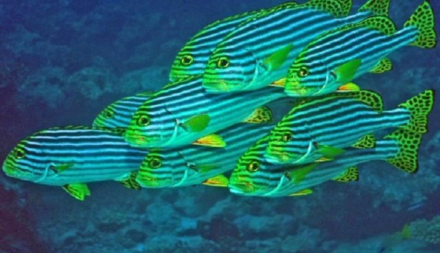 Algunas de las especies que podemos ver