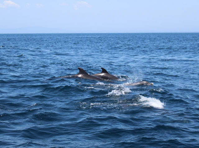 Delfines en el Atlántico
