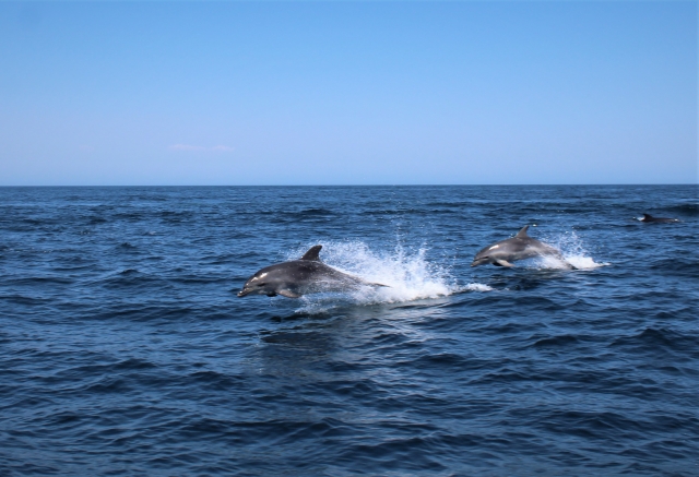 Avistamiento de delfines Algarve