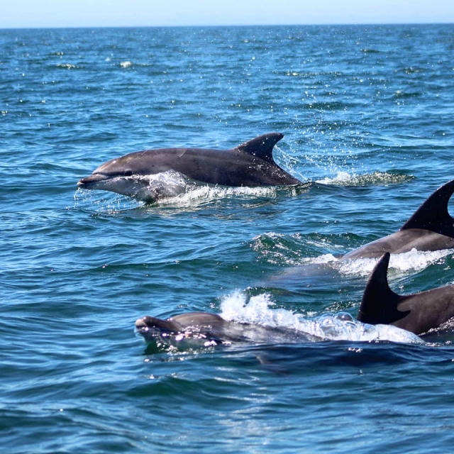 Delfines en el Algarve