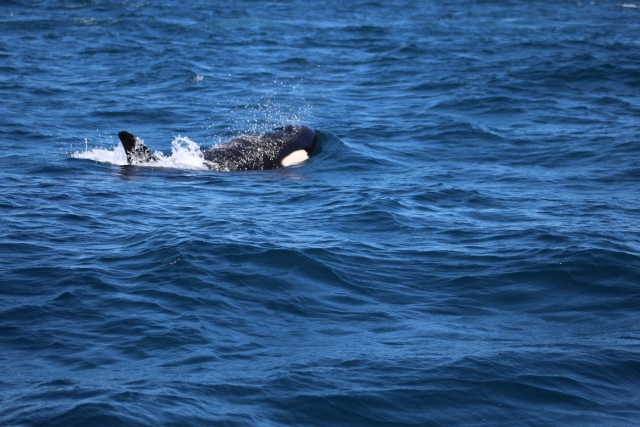 Delfines en su habitat