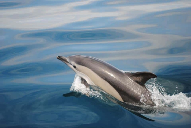 Los delfines