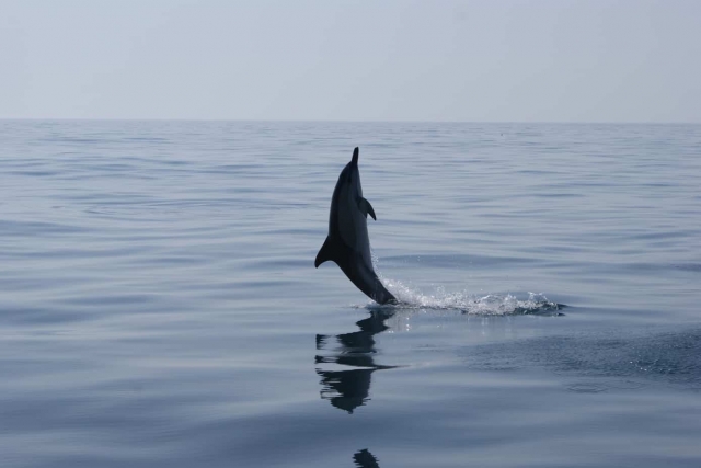 Nuestros amigos los delfines