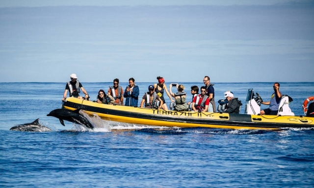 Avistamiento de delfines de cerca