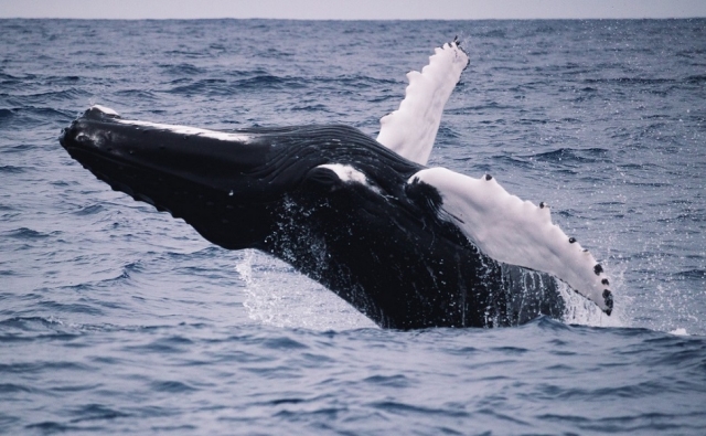 Salto de ballena
