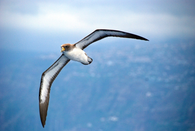 Hay multitud de aves en la isla