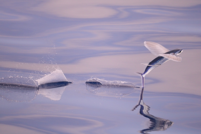 Peces en el agua