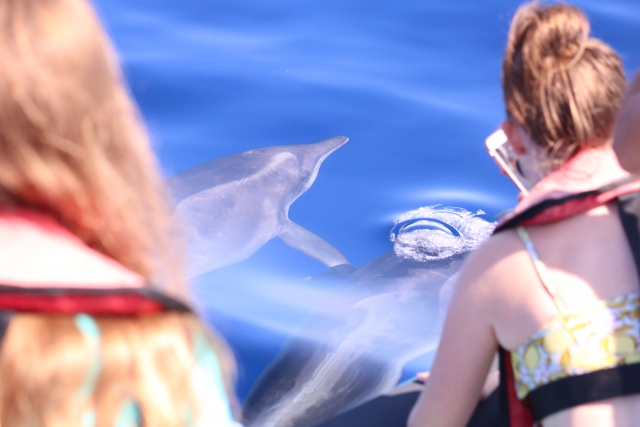 Con los delfines
