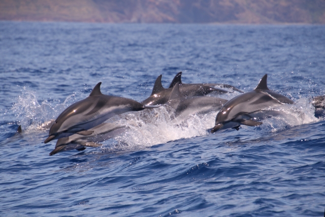 Manada de delfines