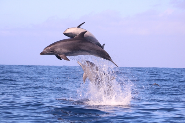 Delfines saltando