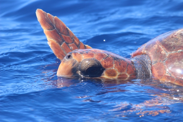También se venga tortugas