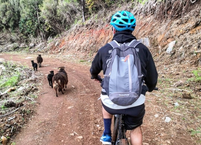Paseando con nuestros amigos animales