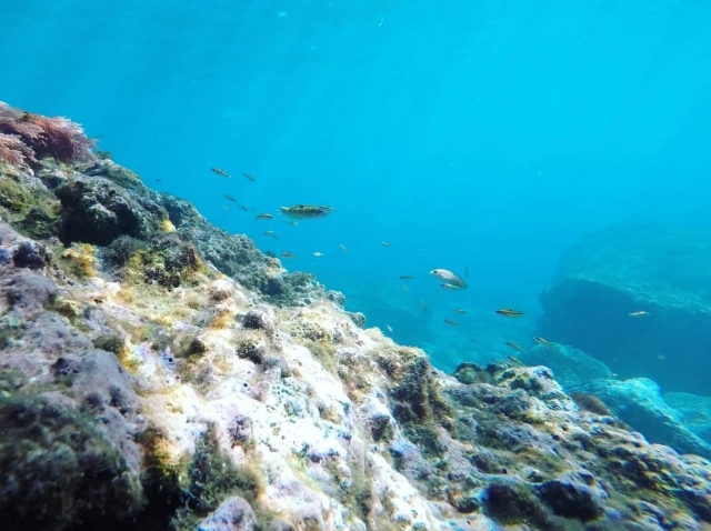 Bajo el mar