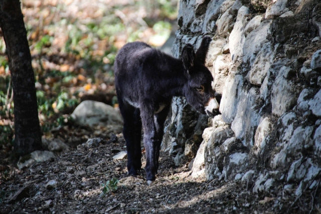 Animales de la granja