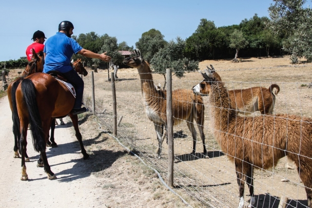 Paseo en caballo y animales de la granja