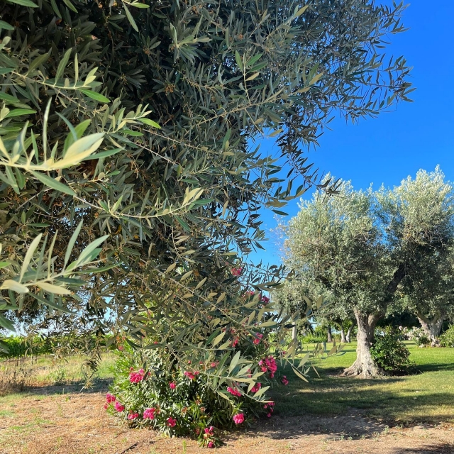 campos de olivos