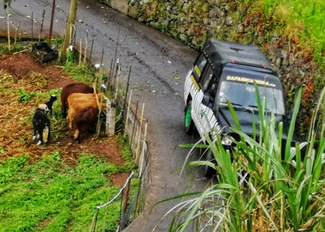 Animales y jeeps