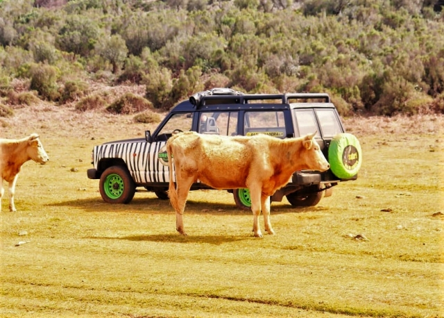 Reses y jeeps