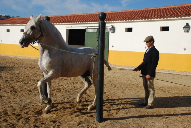 Entrenando a nuestros caballos