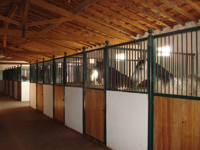 Caballos en las cuadras