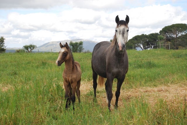 Ejemplares de nuestros caballos