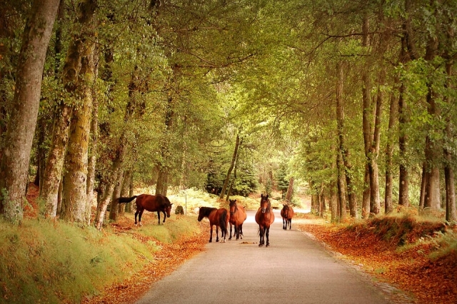 Pbaños a caballo 