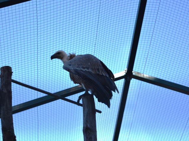 Aves de la reservación