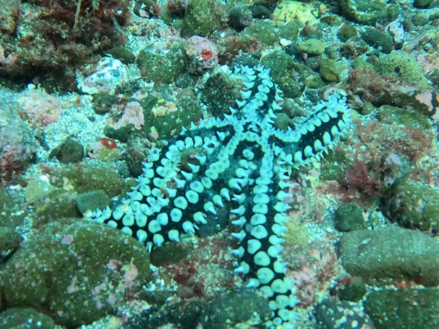 Especies del fondo marino