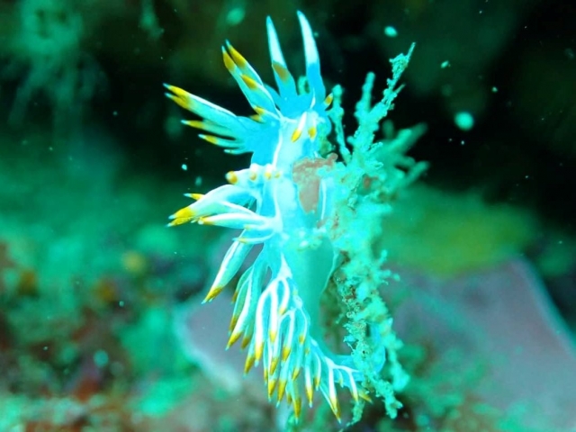 Especies marinas al hacer buceo