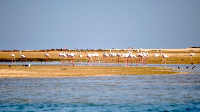 Flamencos en la Ría vistos desde el barco