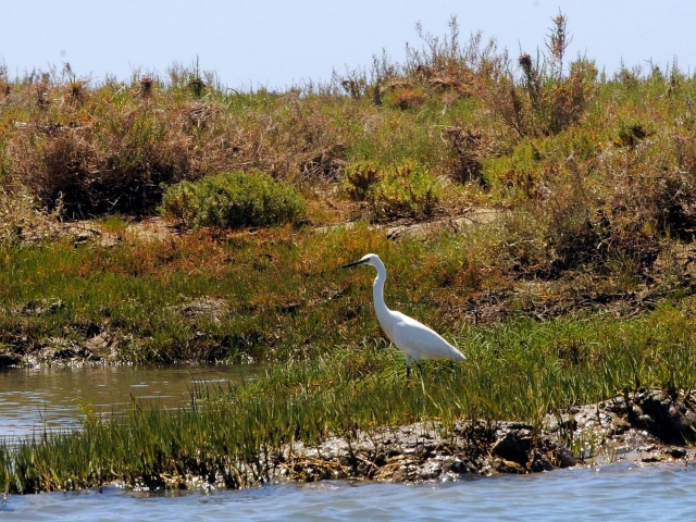 Avistamiento de aves por la Ría Formosa