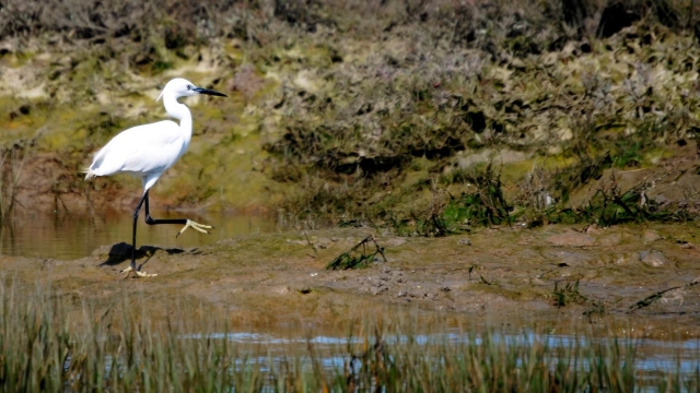 Las especies de aves en su habitat