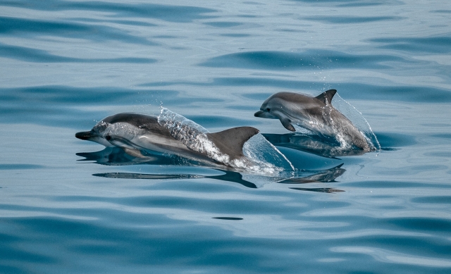 Pareja de delfines por el Altlántico