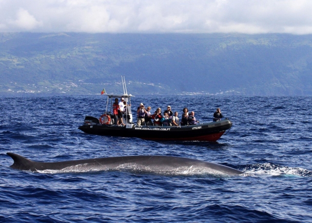 Avistando los cetáceos