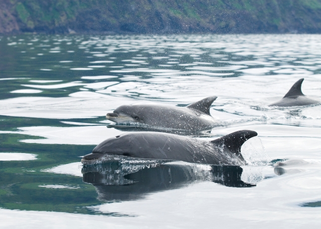 Delfines en la superficie