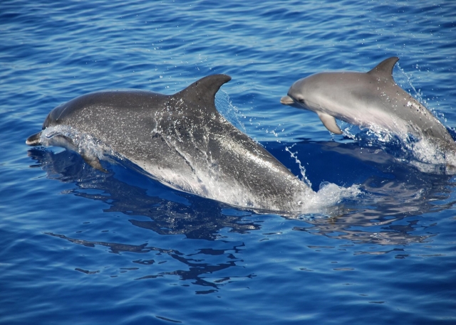 Delfines nadando