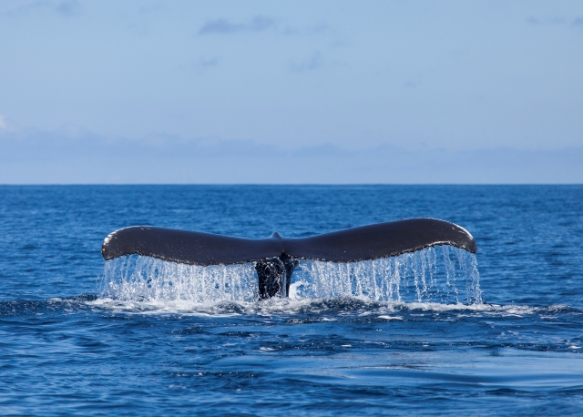 Cola del cetáceo