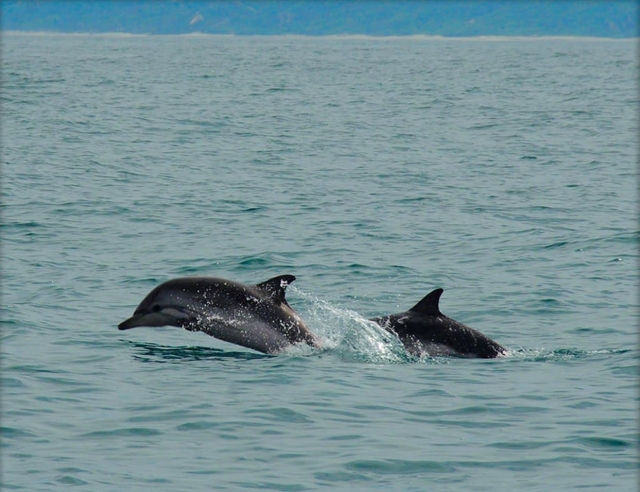 Los verás saltar y sumergirse en las profundidades del agua