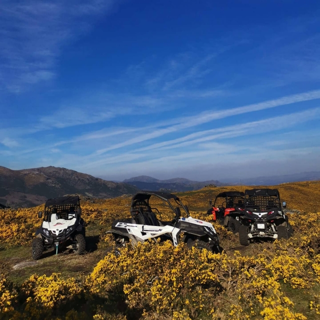 Flota de buggies
