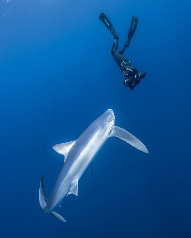 Buceando con tiburones en Isla Pico