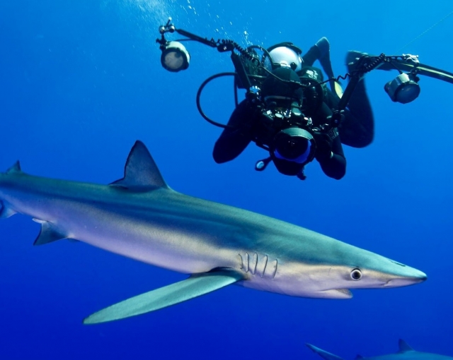 Bucea con tiburones