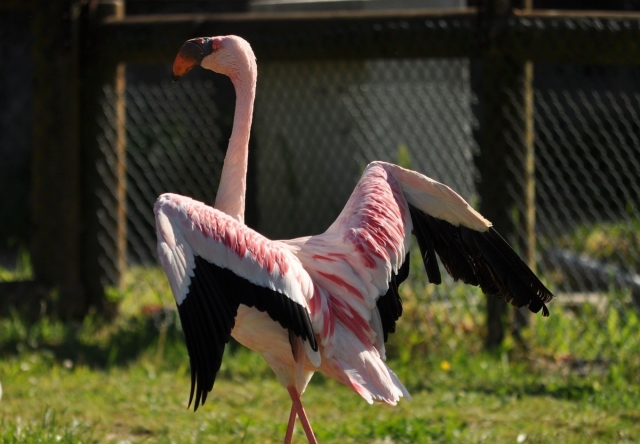 Flamencos en el zoológico