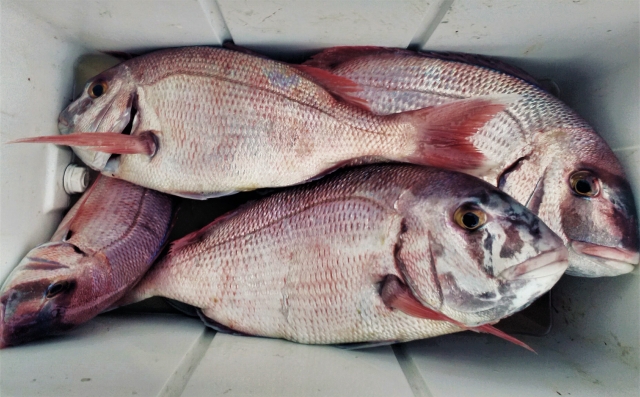 Pargos 