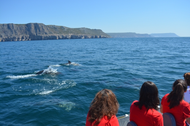 Excursión en barco viendo delfines